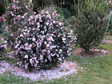 Camellia sasanqua October Magic: A Plant for Every Season